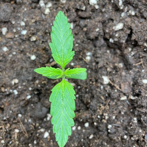 Blue Cheese Auto growlog timeline photo