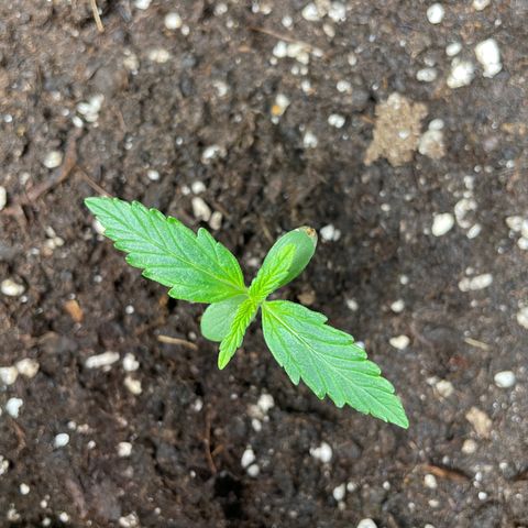 Blue Cheese Auto growlog timeline photo