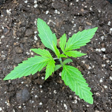 Blue Cheese Auto growlog photo: Training warm up