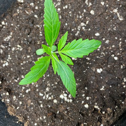 Blue Cheese Auto growlog photo: Training warm up