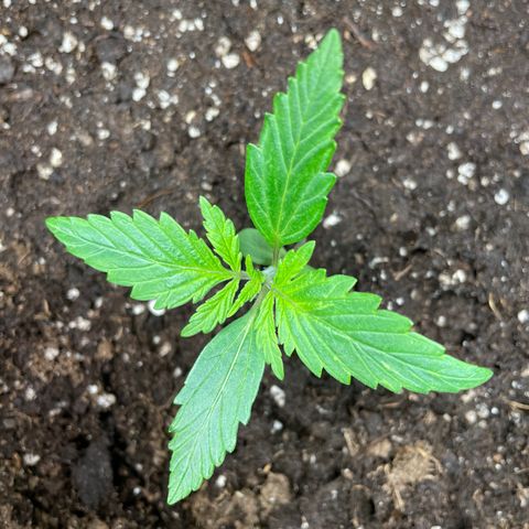 Blue Cheese Auto growlog photo: Training warm up