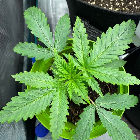 Frisian Dew #1 growlog photo: Luftfeuchtigkeit zu hoch