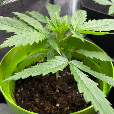 Frisian Dew #1 growlog photo: Luftfeuchtigkeit zu hoch