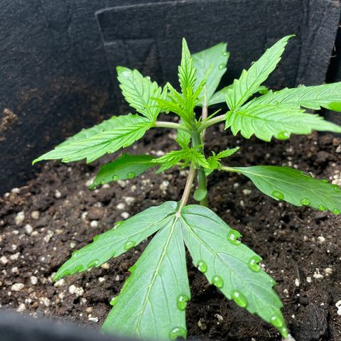 Blue Cheese Auto growlog timeline photo