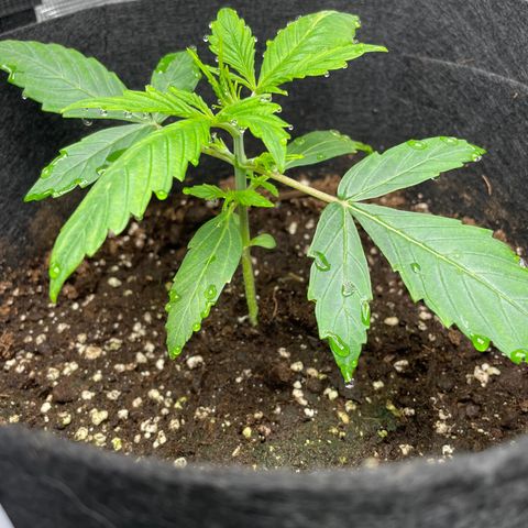 Blue Cheese Auto growlog timeline photo