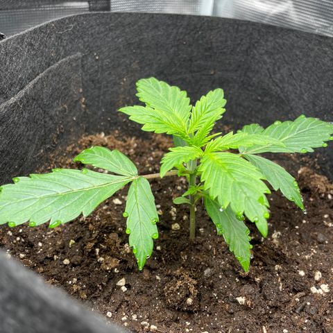 Blue Cheese Auto growlog timeline photo