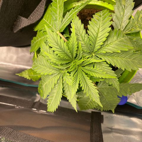 Frisian Dew #1 growlog photo: Luftfeuchtigkeit ok
Temperatur viel zu hoch
Hitzeschäden sichtbar