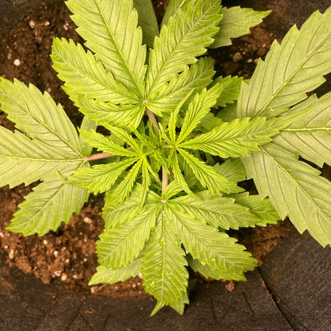 Blue Cheese Auto growlog timeline photo