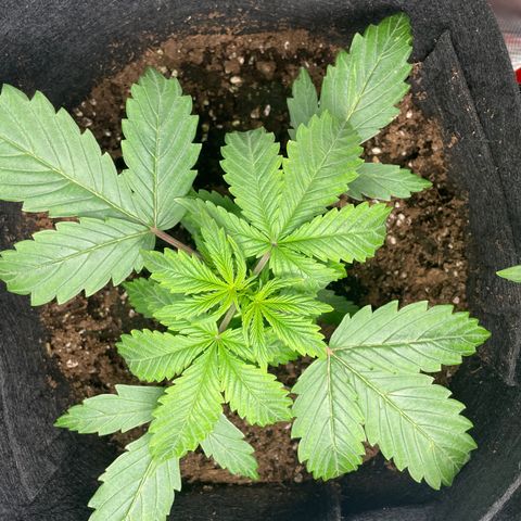 Blue Cheese Auto growlog timeline photo