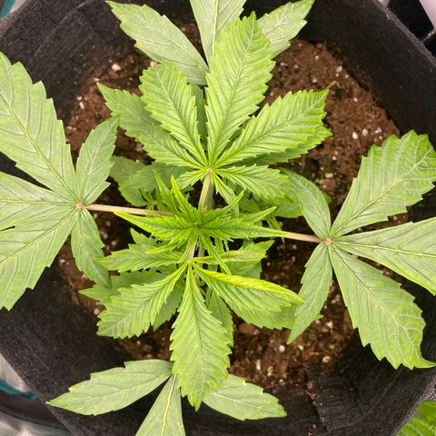 Blue Cheese Auto growlog timeline photo
