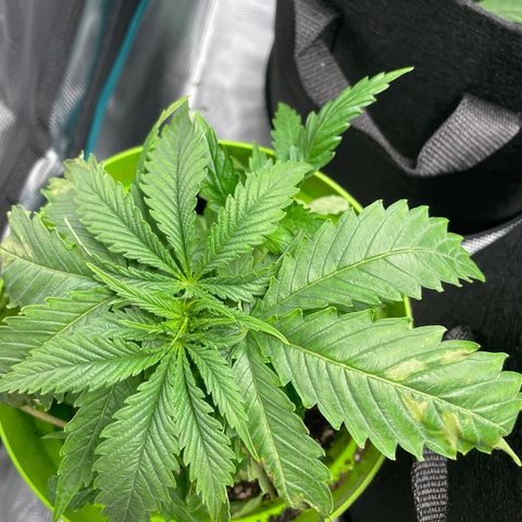 Frisian Dew #1 growlog timeline photo