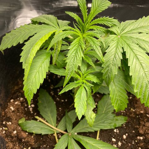 Blue Cheese Auto growlog timeline photo