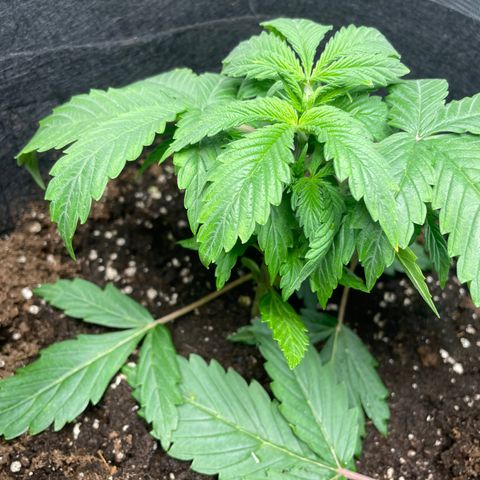 Blue Cheese Auto growlog timeline photo