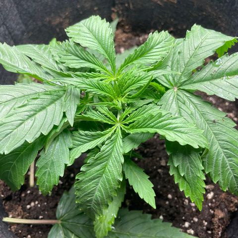 Blue Cheese Auto growlog timeline photo