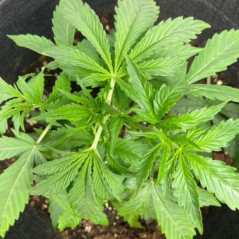 Blue Cheese Auto growlog timeline photo