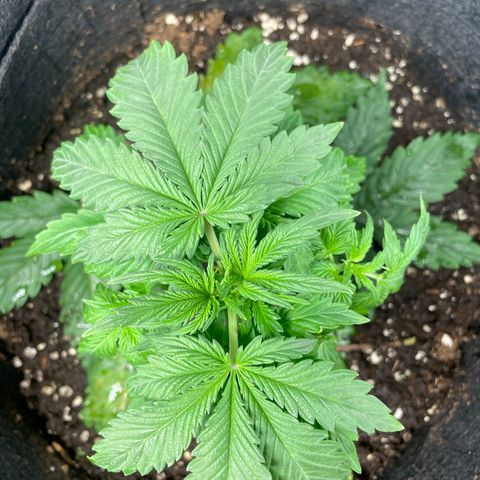 Blue Cheese Auto growlog timeline photo
