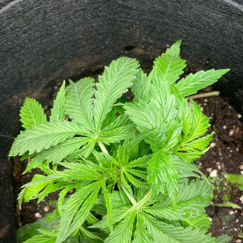 Blue Cheese Auto growlog timeline photo