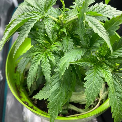 Frisian Dew #1 growlog timeline photo