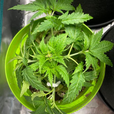 Frisian Dew #1 growlog timeline photo
