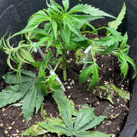 Blue Cheese Auto growlog timeline photo