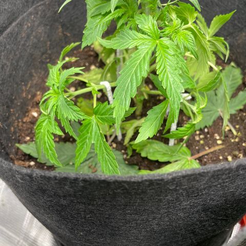 Blue Cheese Auto growlog timeline photo