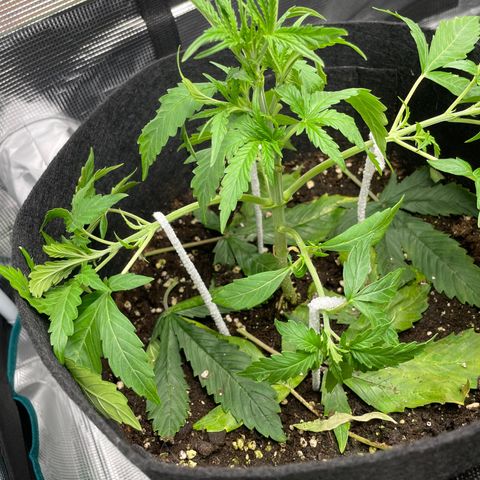 Blue Cheese Auto growlog timeline photo