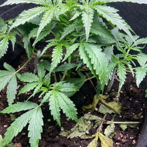 Blue Cheese Auto growlog timeline photo