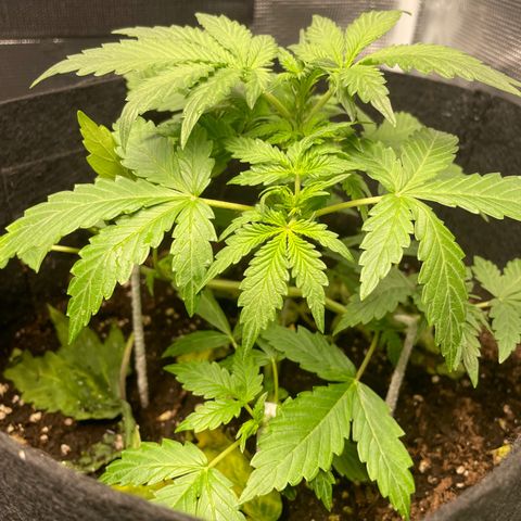 Blue Cheese Auto growlog timeline photo
