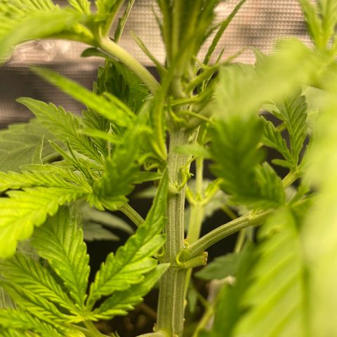 Blue Cheese Auto growlog timeline photo