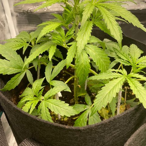 Blue Cheese Auto growlog timeline photo