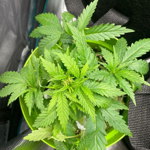 Frisian Dew #1 growlog timeline photo