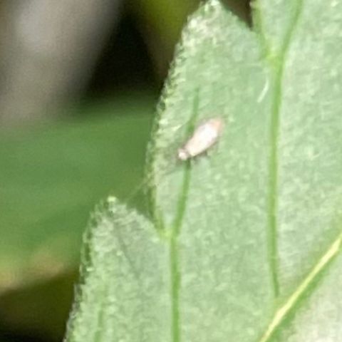Frisian Dew #1 growlog timeline photo