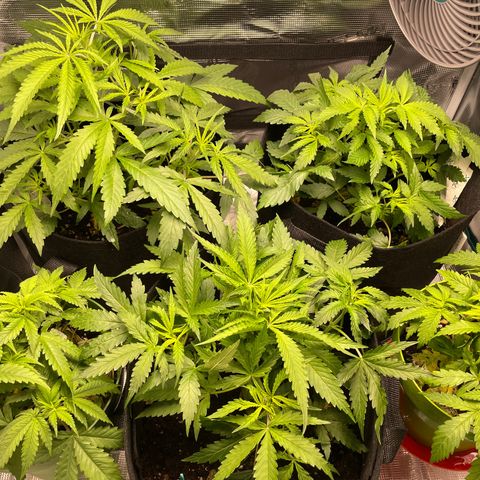 Blue Cheese Auto growlog timeline photo
