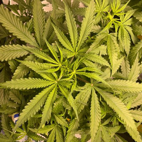 Blue Cheese Auto growlog timeline photo