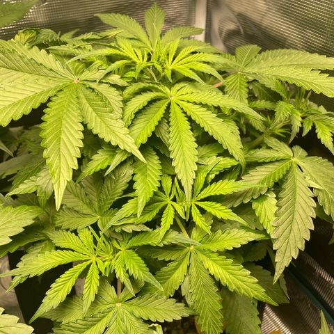 Blue Cheese Auto growlog timeline photo