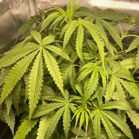 Blue Cheese Auto growlog timeline photo
