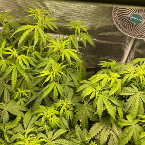 Blue Cheese Auto growlog timeline photo