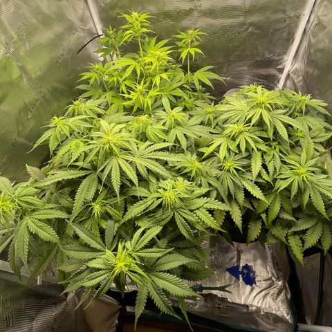 Blue Cheese Auto growlog timeline photo