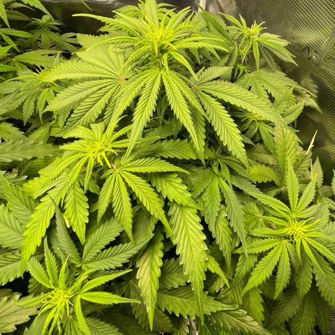 Blue Cheese Auto growlog timeline photo