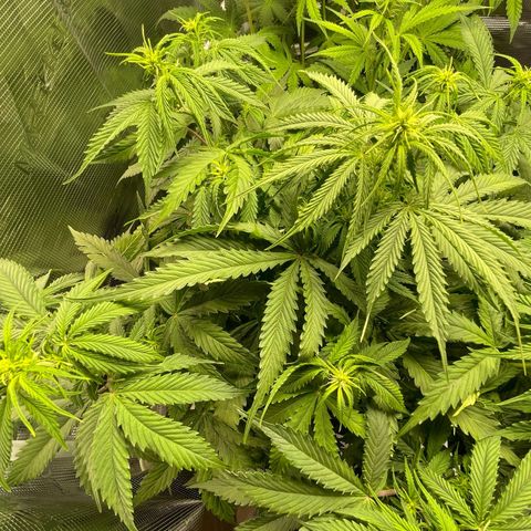 Blue Cheese Auto growlog timeline photo