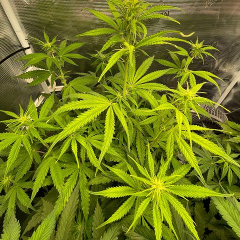 Blue Cheese Auto growlog timeline photo