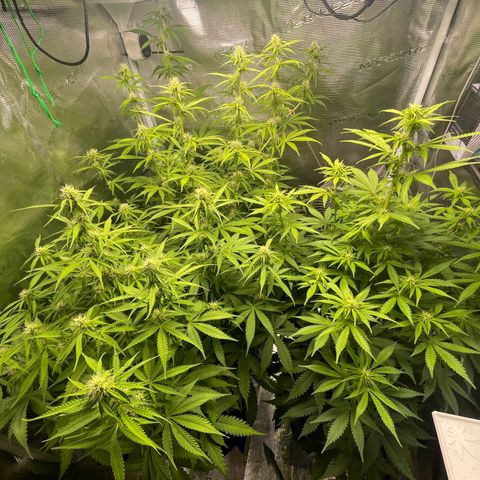 Blue Cheese Auto growlog timeline photo