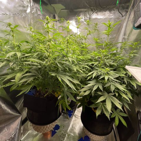 Blue Cheese Auto growlog timeline photo