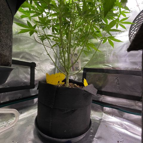 Blue Cheese Auto growlog timeline photo