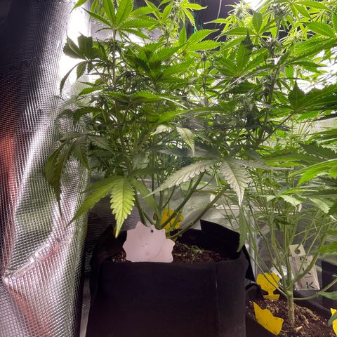 Blue Cheese Auto growlog timeline photo