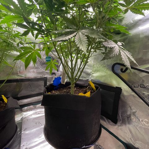 Blue Cheese Auto growlog timeline photo