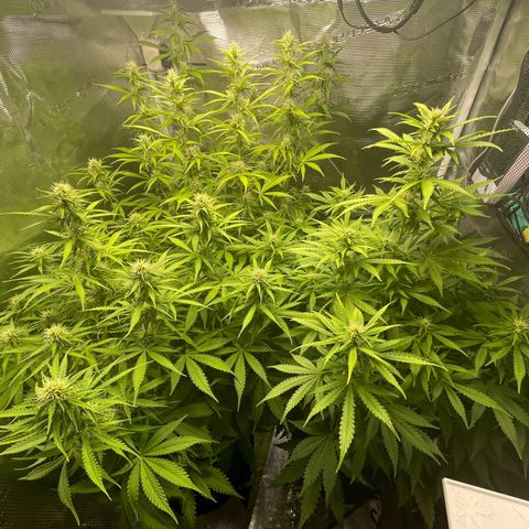Blue Cheese Auto growlog timeline photo