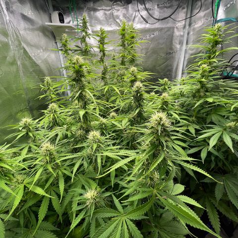 Blue Cheese Auto growlog timeline photo