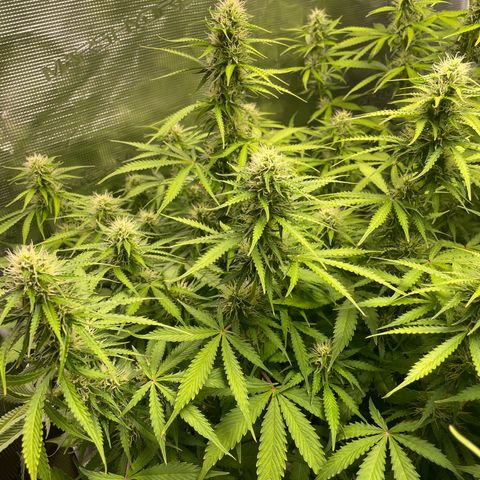 Blue Cheese Auto growlog timeline photo
