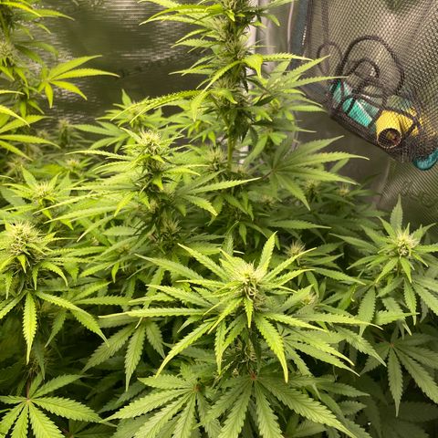 Blue Cheese Auto growlog timeline photo